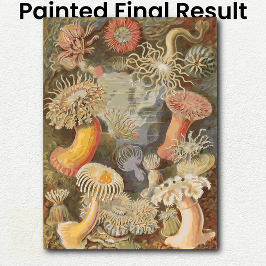 Actiniae by Ernst Haeckel