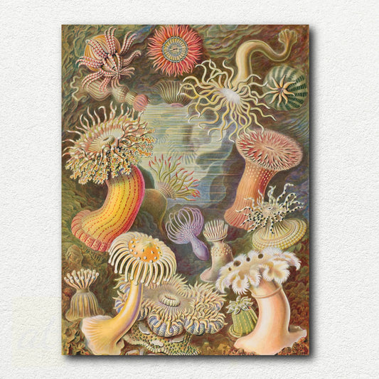 Actiniae by Ernst Haeckel