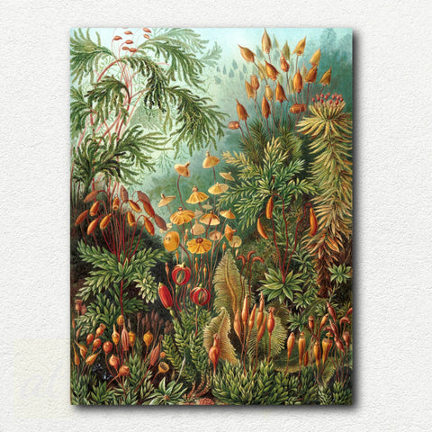 Muscinae by Ernst Haeckel