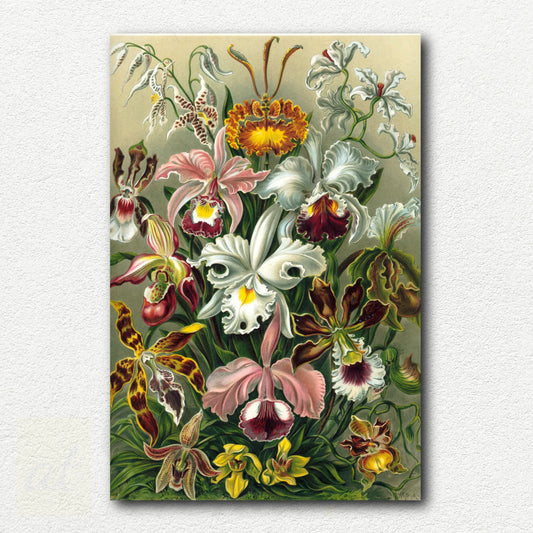Orchidae by Ernst Haeckel