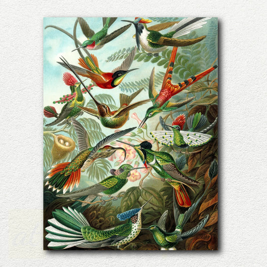 Trochilidae (Hummingbirds) by Ernst Haeckel