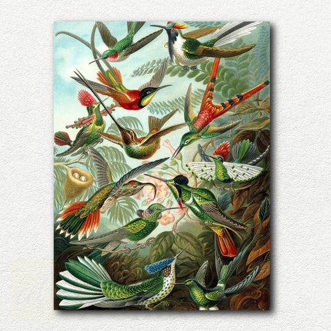 Trochilidae (Hummingbirds) by Ernst Haeckel