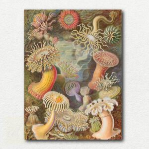 Detailed scientific illustration of sea anemones titled 'Actiniae' by Ernst Haeckel with vibrant colors and intricate forms on a white background.