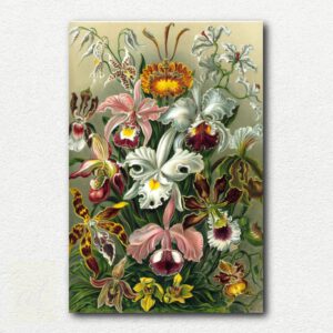 Detailed scientific illustration of various orchid flowers from Ernst Haeckel's Orchidae, showing diverse shapes and colors on a decorative chart.